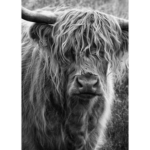 Highland cattle White Modern Wood Framed Art Print by Gronkjar, Lotte