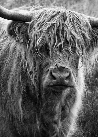 Highland cattle White Modern Wood Framed Art Print with Double Matting by Gronkjar, Lotte