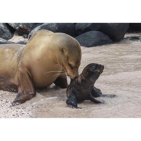 Mother Worries White Modern Wood Framed Art Print by Gross, Benny