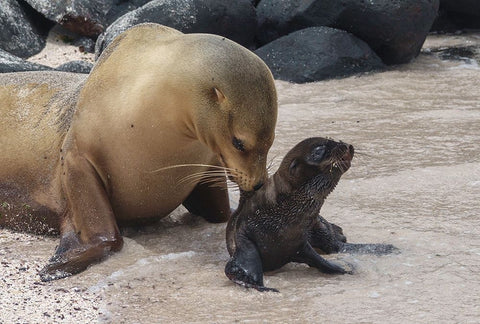 Mother Worries White Modern Wood Framed Art Print with Double Matting by Gross, Benny