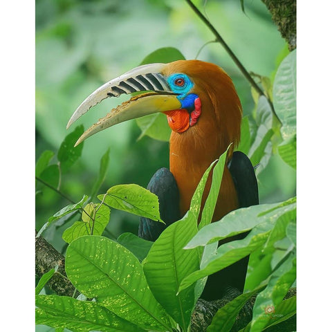 Rufous-Necked Hornbill Gold Ornate Wood Framed Art Print with Double Matting by Ghosh, Indranil