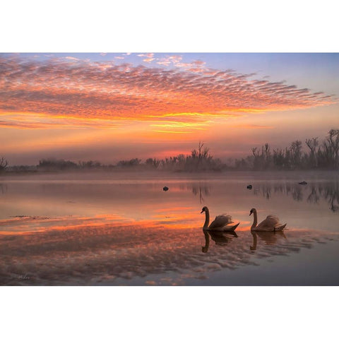 Rosy Romance White Modern Wood Framed Art Print by An, Anna