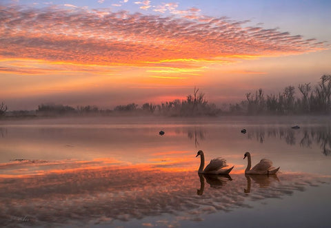 Rosy Romance Black Ornate Wood Framed Art Print with Double Matting by An, Anna