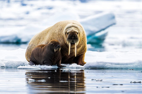 Walrus With Calf White Modern Wood Framed Art Print with Double Matting by Lewis-Bevan, Wyn