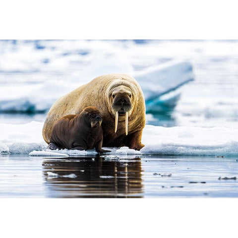 Walrus With Calf Gold Ornate Wood Framed Art Print with Double Matting by Lewis-Bevan, Wyn