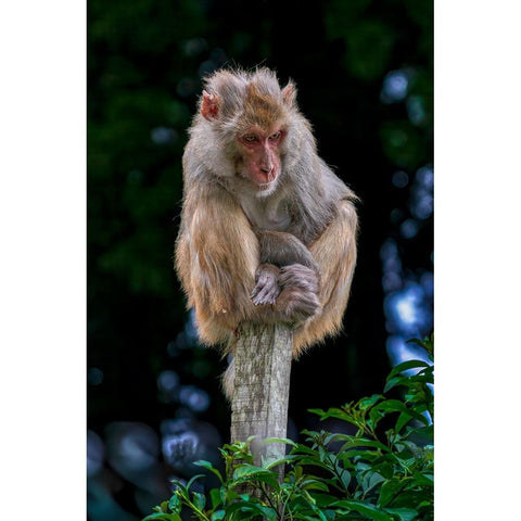 Lost In An Overcrowded World White Modern Wood Framed Art Print by Sachdeva, Samir