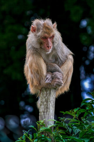 Lost In An Overcrowded World Black Ornate Wood Framed Art Print with Double Matting by Sachdeva, Samir