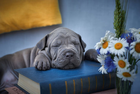 Sweet Dreams... White Modern Wood Framed Art Print with Double Matting by Kazun, Andrii