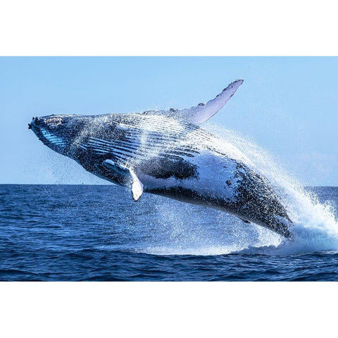 The Escort Black Modern Wood Framed Art Print with Double Matting by Melesan, Serge