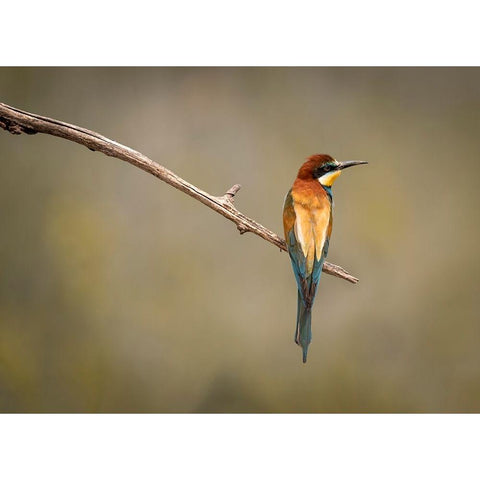 Bee Eater Black Modern Wood Framed Art Print with Double Matting by Zakic, Dejan