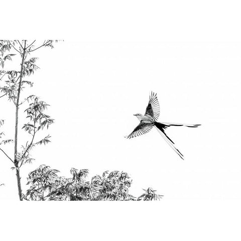 Flying White Modern Wood Framed Art Print by He, Mike