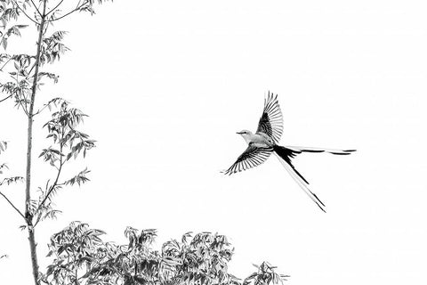 Flying White Modern Wood Framed Art Print with Double Matting by He, Mike