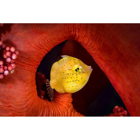 Little Filefish Black Modern Wood Framed Art Print by Peneau, Cedric