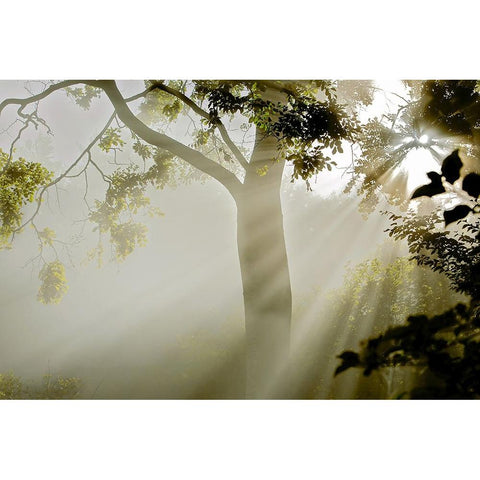 Fog at MAcns Klint Black Modern Wood Framed Art Print with Double Matting by Wicklow, Jorgen