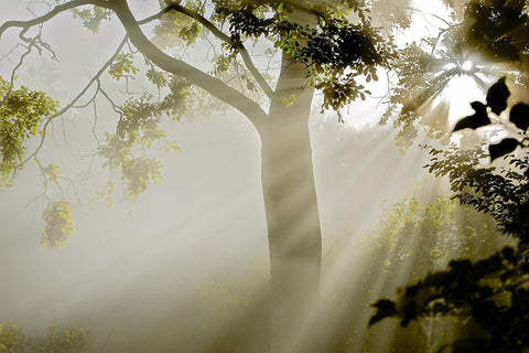 Fog at MAcns Klint White Modern Wood Framed Art Print with Double Matting by Wicklow, Jorgen