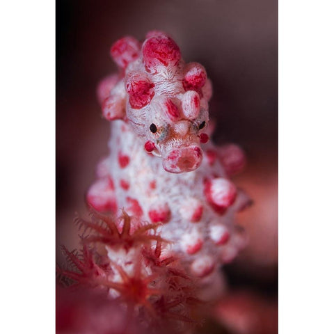 Pygmy Seahorse Black Modern Wood Framed Art Print with Double Matting by Peneau, Cedric