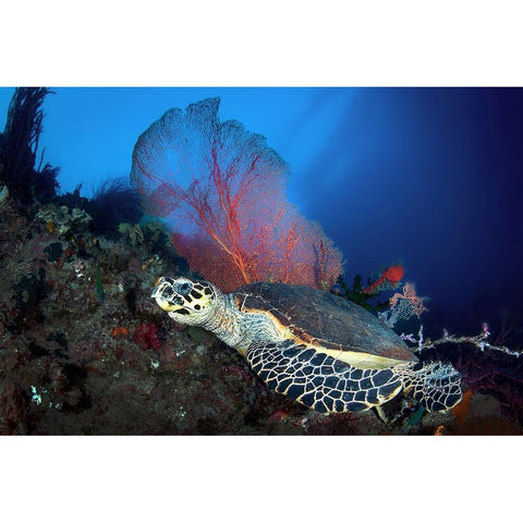 Hawksbill Turtle Gold Ornate Wood Framed Art Print with Double Matting by Peneau, Cedric