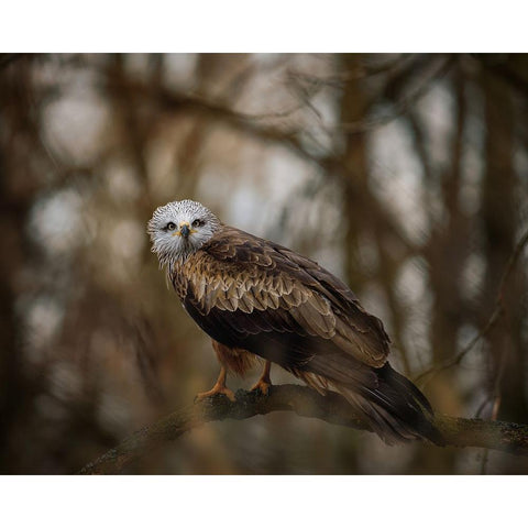 Resting Kite White Modern Wood Framed Art Print by Firesova, Michaela