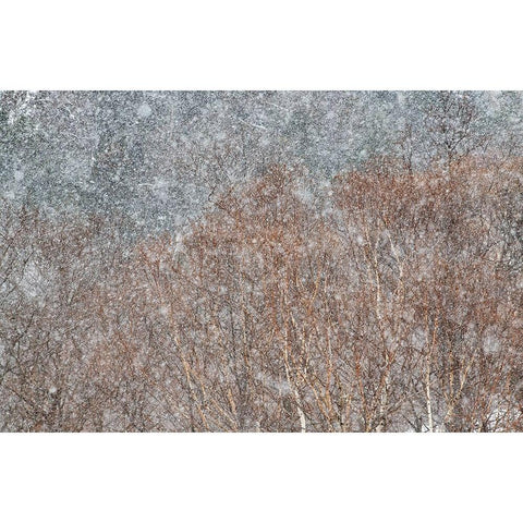 snowstorm White Modern Wood Framed Art Print by Swapnil