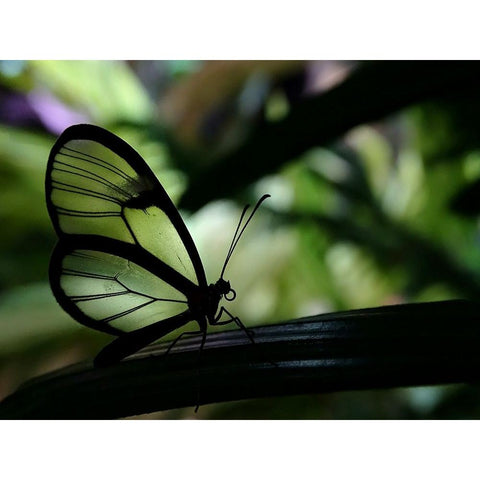 Clear Winged Butterfly Black Modern Wood Framed Art Print with Double Matting by Lesica, Ivan