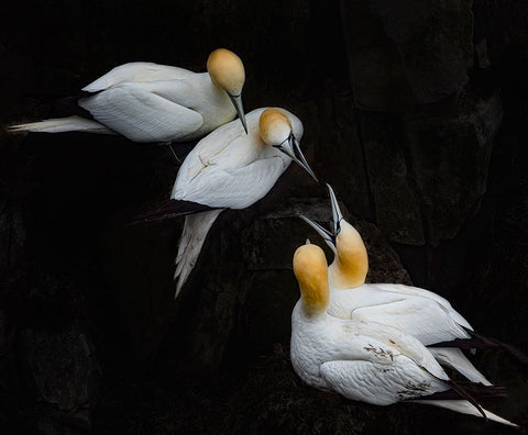 Hi Neighbor Black Ornate Wood Framed Art Print with Double Matting by Fu, Molly