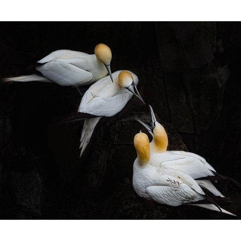 Hi Neighbor Black Modern Wood Framed Art Print by Fu, Molly