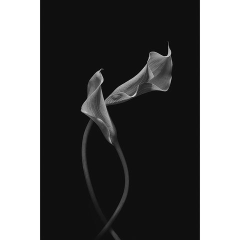 Two Loving Calla Lilies White Modern Wood Framed Art Print by Jacobs, Lydia