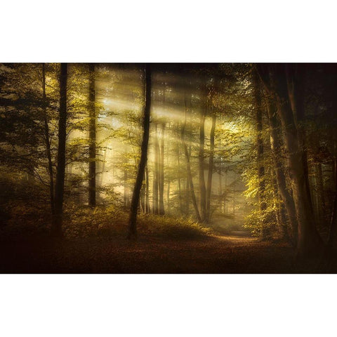 Autumnal Morning White Modern Wood Framed Art Print by Maier, Norbert