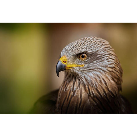 Bird Of Prey... Gold Ornate Wood Framed Art Print with Double Matting by Svestka, Jiri