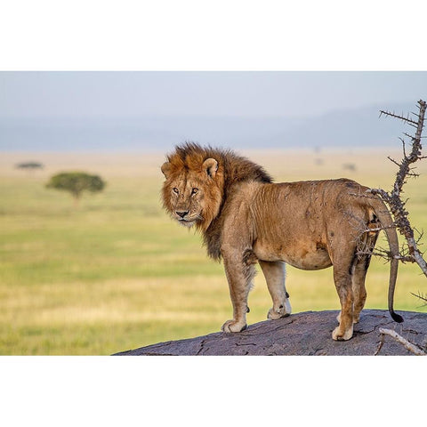 Old King White Modern Wood Framed Art Print by Catta, Alessandro