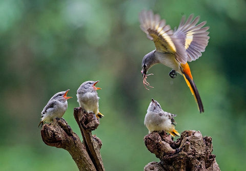 I Am Coming 2 Black Ornate Wood Framed Art Print with Double Matting by Muliani Hartojo, Angela