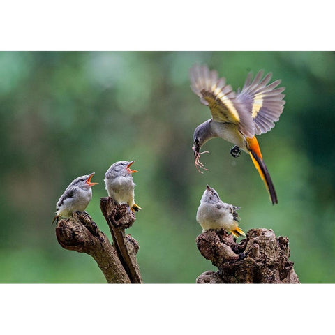 I Am Coming 2 Black Modern Wood Framed Art Print with Double Matting by Muliani Hartojo, Angela