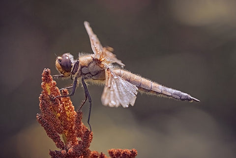 Battle Scars. Black Ornate Wood Framed Art Print with Double Matting by Williams, Stuart