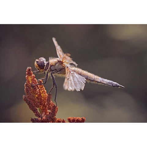 Battle Scars. Black Modern Wood Framed Art Print with Double Matting by Williams, Stuart