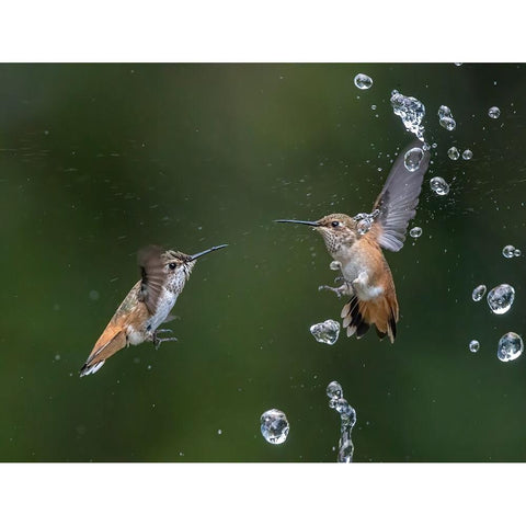 Summer Fun Black Modern Wood Framed Art Print with Double Matting by Tseng, Judy