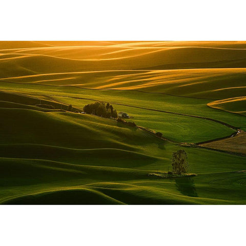 Palouse Wheat Fields Gold Ornate Wood Framed Art Print with Double Matting by Dickau, Kristel