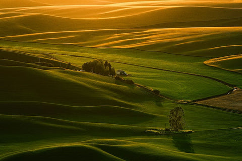 Palouse Wheat Fields White Modern Wood Framed Art Print with Double Matting by Dickau, Kristel