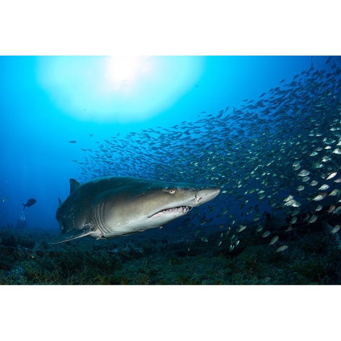 Big Head Gold Ornate Wood Framed Art Print with Double Matting by Y Lin, Ryan