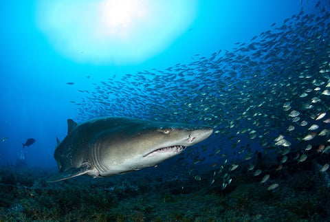 Big Head Black Ornate Wood Framed Art Print with Double Matting by Y Lin, Ryan