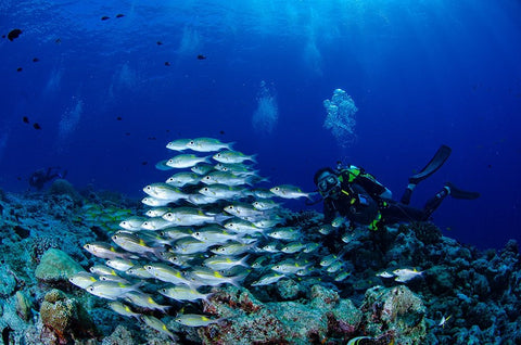 Fish And DIVers White Modern Wood Framed Art Print with Double Matting by Y Lin, Ryan