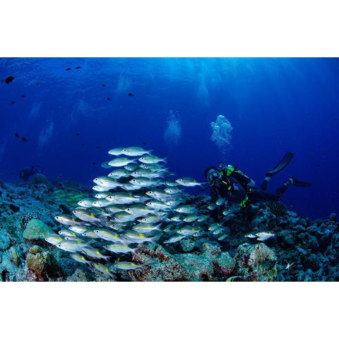 Fish And DIVers Black Modern Wood Framed Art Print by Y Lin, Ryan