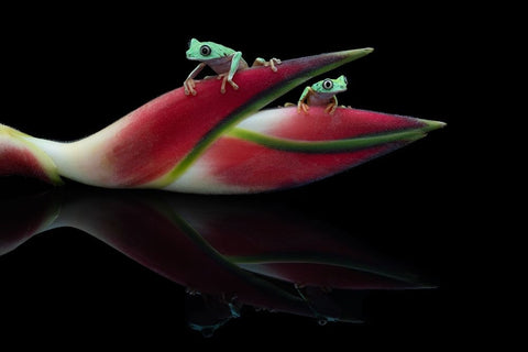 Lema Frogs Black Ornate Wood Framed Art Print with Double Matting by Wolbers, Louise