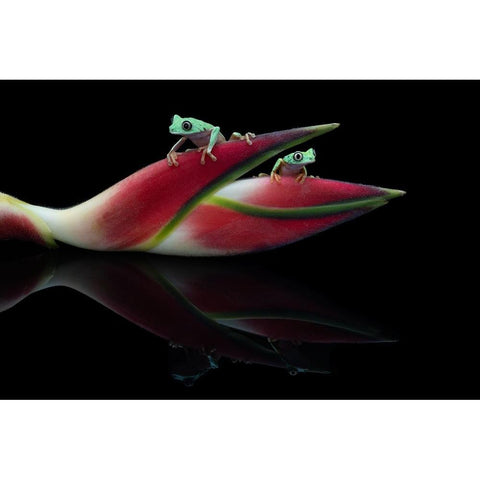 Lema Frogs White Modern Wood Framed Art Print by Wolbers, Louise