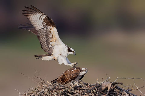 Love Story Black Ornate Wood Framed Art Print with Double Matting by Lu, Bill