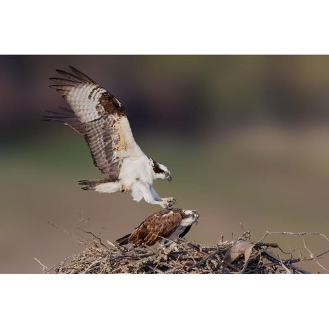 Love Story White Modern Wood Framed Art Print by Lu, Bill