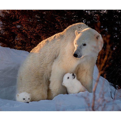 Untitled Black Modern Wood Framed Art Print with Double Matting by Tao, Liwen