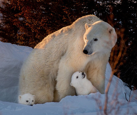 Untitled Black Ornate Wood Framed Art Print with Double Matting by Tao, Liwen