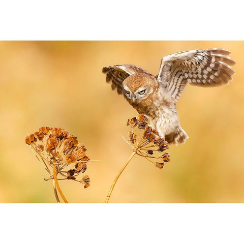 Little Owl Gold Ornate Wood Framed Art Print with Double Matting by Manusevich, David