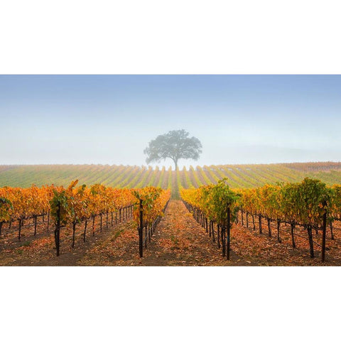 A Tree In A Vineyard Gold Ornate Wood Framed Art Print with Double Matting by Mao, Dianne