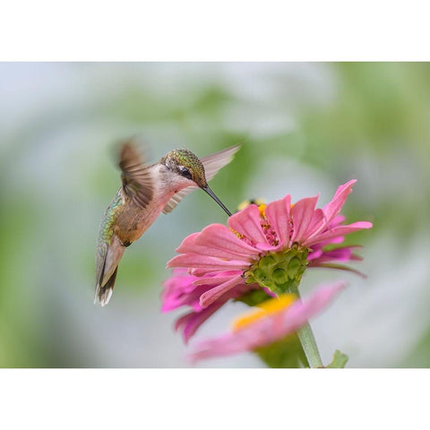 Juvenile Ruby-Throated Hummingbird White Modern Wood Framed Art Print by Chen, Li